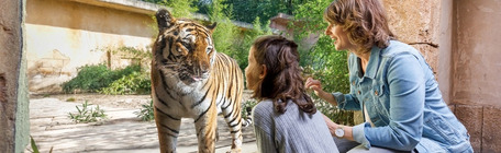 Erlebnis-Zoo Hannover Tiger