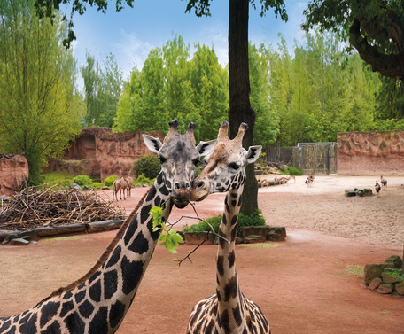 Erlebnis-Zoo Hannover Giraffen